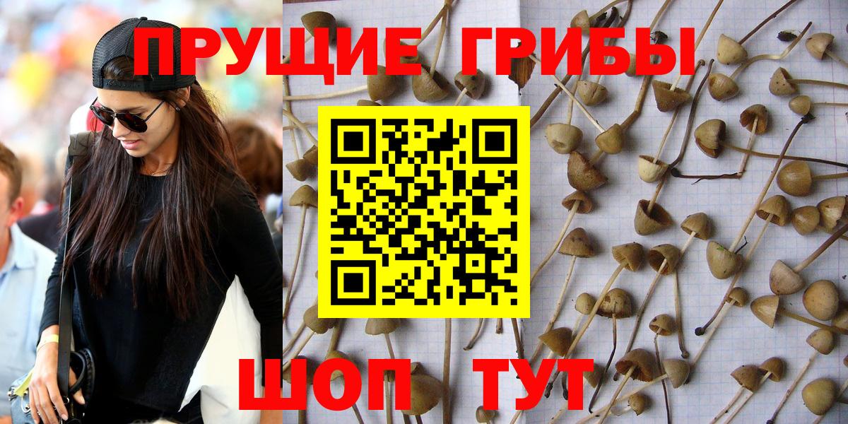 Псилоцибиновые грибы мицелий Иваново